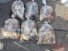 [사천] 싸이즈 쥑이는 쭈꾸미가 퍽퍽합니다!! 사진