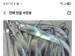 [진해] 내만갈치 날물에 피딩