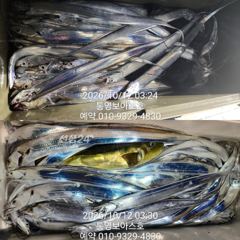 [통영] 수요일 바다로 칼치사냥 갑니다