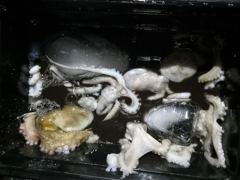 [포항] 돌문어제편! 주/야 사진! 뉴대양호