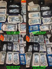 내만 갈치 꽁치 12통 써가며 만쿨 매일출조 예역가능