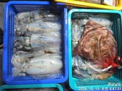 (무늬오징어)1.6K~대물터 굵은씨알로 피딩~고잉메리호(14일 예약)