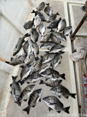 [마산] (행운호)감성돔 마릿수 조황(33수)