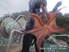 "여밭돌문어" 중치들과 개인15수13수12수등 마릿수 조황~(예약가능)