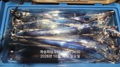 [진해] 준내만 텐빈 은빛 갈치 3지급 느나느나 조황 오늘 무조건출항