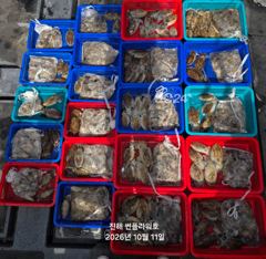 [진해] <야간갑오징어>펀치훅훅!수,목~&<주간쭈꾸미>토,일 예약가능