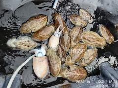 통영박프로호 왕 갑오징어 (목요일 출항) 사진