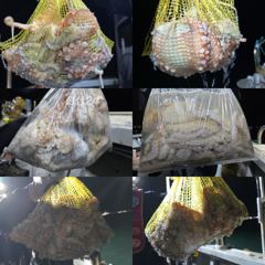[사천] 15일)문어 출조 모집합니다. 키로급 다수 마리수 히트~