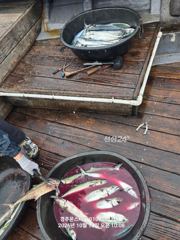야간팁런과 대물급대삼치 통통고시 방어들(모집중입니다)