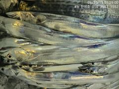 거제 뉴 진성호 10월 15일 야간 외줄칼치 아침 조항입니다
