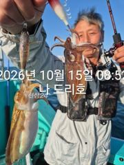 15일, 군산은 갑오징어 천국~싸이즈 굿~오늘도 잘 나오고 있어요~실시간~~군산낚시프라자 나드리호