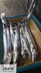 제주대박호 갈치조황 올립니다(씨알이 어마어마하게 나오고 있습니다)