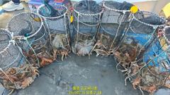 (문어)600~800g 키로 포함 전원 두 자릿수~고고써니호(16일 예약)