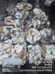 15일, 군산은 갑오징어 천국~같은 시즌 역대급 조황들~내일도 갑니다~군산낚시프라자 하이원호 사진