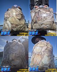 <고흥녹동>청룡호 15일 돌문어조황소식!