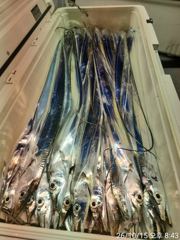 간만에 올리는 먼바다 왕갈치 실시간 조황입니다