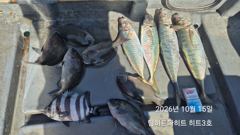 48분전 [여수,광양] [여수 젠틀호] #내만갈치 10.15 조황입니다