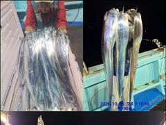 통영백가피싱)초저녁 대박 조황으로 시작!!오늘도 대박을 기대하며/오늘6자리가능