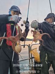 [여수,광양] 현재 돌문어 키로급들 쭉쭉 뽑고 있습니다 황금물때기간 월…