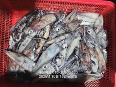 [진해] 3지급 내만 갈치 대박 손맛 느나느나 조황 내일 자리여유많음