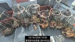 [통영] (王문어)키로 행진 원도권 사이즈 비교불가~현서피싱(17일예약)