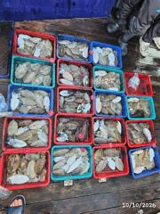 통영 갑오징어 출조!!