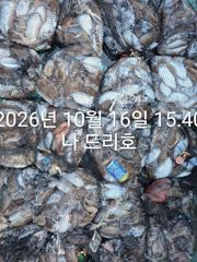 16일, 군산은 갑오징어 폭주~망탱이 찢져집니다~오늘도 굿굿~대박조황~내일도 갑니다~군산낚시프라자 나그리호