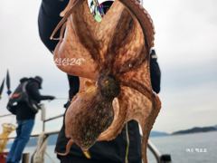 백호호 인생문어 3kg 2.4kg 2kg 1.6kg 1.5kg 장원 34마리(동영상 조황)