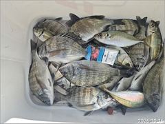 [통영] 내만권 감성돔,뺀찌 마릿수 조황....(덴마)
