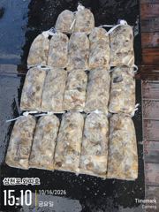 [부산] 금요일 쭈꾸미 호조황 이어집니다