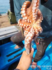 16일 삼천포 돌문어 조황. 20일(화) 자리여유