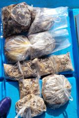 삼천포광명호2.10월21.22.23일 쭈꾸미 낚시 딱 좋은 물때 예약 받습니다. 금일 조황169수 ...선비5만