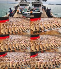 ♥붉바리조황 이정도는 잡아봐야지요 초대대박 조황입니다[2026년10월16일] ◎ 해마루호가 뜨는이유? 조황때문이죠 ◎ 핵심포인트: 바로진입.. 바로히트.. ◎ 차원이 다른 조황으로 모십니다 ▣ 요즘 붉바리낚시가 대세입니다