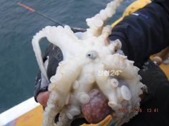 16일 최저가대왕쭈 초대박 224수가대왕쭈장원..이제는고흥권 대왕쭈 사냥으로..... 사진