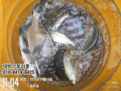 감성돔어초흘림 (실시간) 43외 마릿수조황