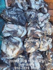 ★★ 10 / 16 [군산 대일피싱] 마루호 갑오징어 조황입니다. 다음주 월요일 자리있습니다.