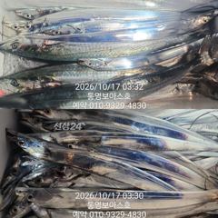 [통영] 칼치 터지고 4지 5지 삼치