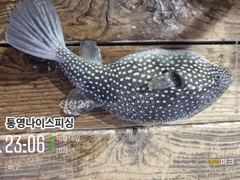 통영나이스피싱!!!터졓다 대마골창 4~5지들이주렁주렁 자리여있을때오세요