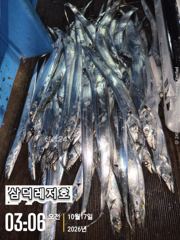 [통영] [텐빈]3.4.5지 "초''초'대박(화요일부터,출항)
