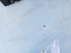 [사천] 삼천포동창호 쭈꾸미조황! 예약중~