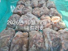 17일, 군산 왕문어 난리~초대박 굿굿조황~싸이즈 끝내줍니다~매일출조~군산낚시프라자 나드리호