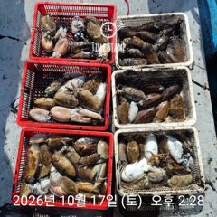 씨알 좋은 갑오징어 낚시