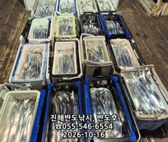 [진해] 내만갈치,담배갑사이즈로,엄청나게 나옵니다.내일출항(일~예약가능)
