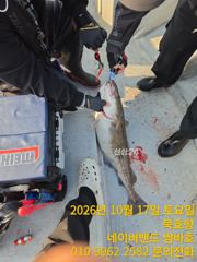 [동해,삼척] 묵호항 왕대구 조황입니다