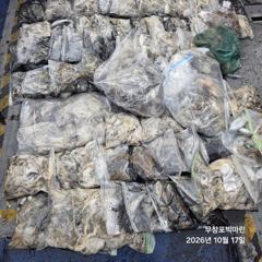 쭈꾸미~♪ 10.17( 토요일 ) [[[ 무창포프로낚시 ]]] <<<<< 빅 마 린 >>>>> 쭈 꾸 미 조황보고....