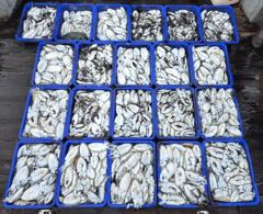 10월17일. 갑오징어 조황~~