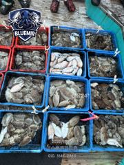 10월17일 갑오징어 조황 골고루 손맛보신 날~!!사이즈 굿~!!