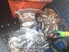 [홍원항타이탄호] 10월17일(토) 씨알굵은 왕쭈꾸미와 갑오징어 조황!!!