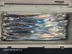 [진해] (내만 갈치)3지 제법~마릿수도 확실히~수달호(오늘 내만권 출동…