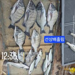[고성] 병산 감성돔38외 마리수선상배 &선외기흘림조황